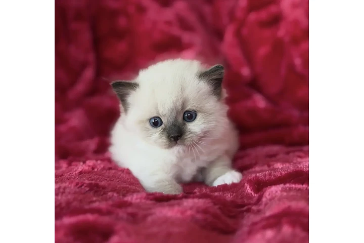 $200 : Ragdoll Kittens For Sale image 1