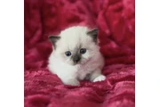 Ragdoll Kittens For Sale en Boston