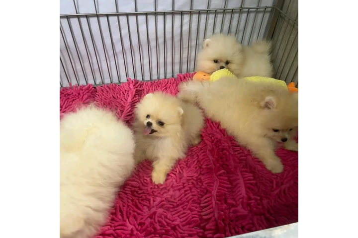 $350 : cachorros de pomerania image 2