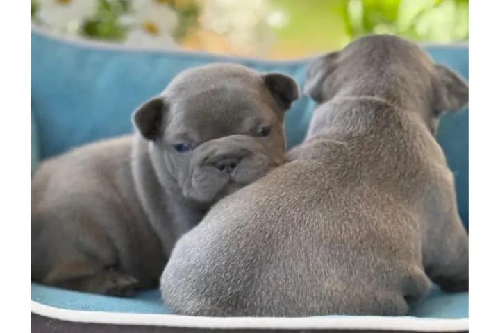 $350 : Cachorros Bulldog Francés image 3