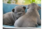 $350 : Cachorros Bulldog Francés thumbnail