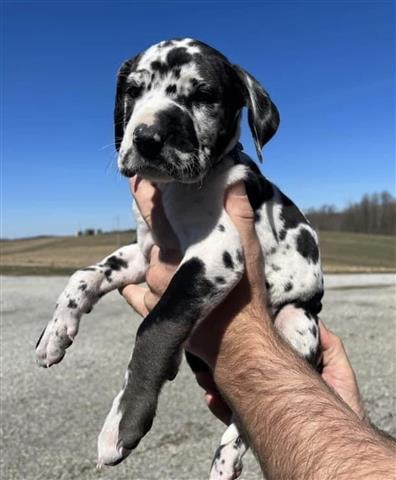 $500 : Great Dane puppies for adoptio image 3