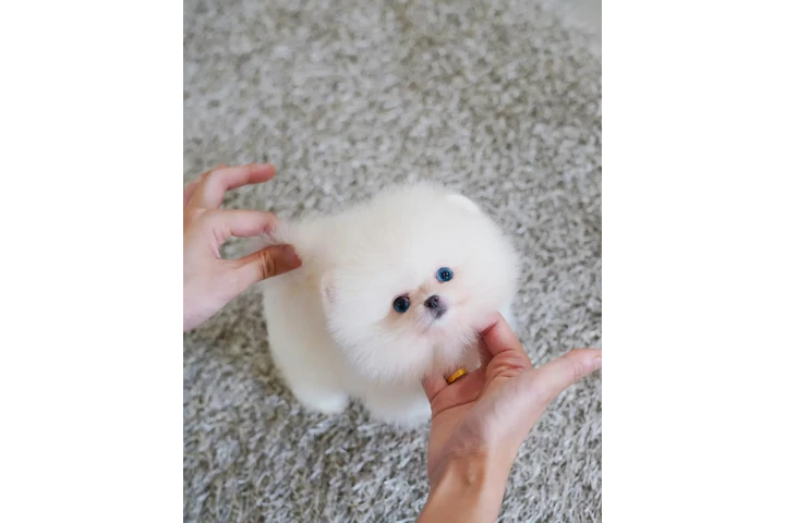 $350 : Cachorro de Pomerania image 2
