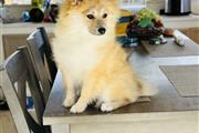 $1350 : Pomerania talla pequeña thumbnail