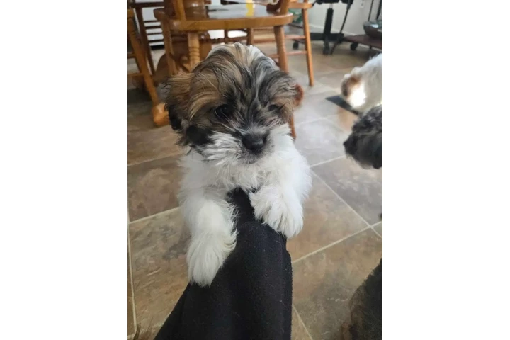 $1700 : Cava-tzu puppies 3 puppies lef image 7