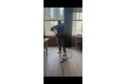 Janitorial Service thumbnail