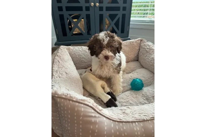 $2500 : Trained mini cockapoo image 4