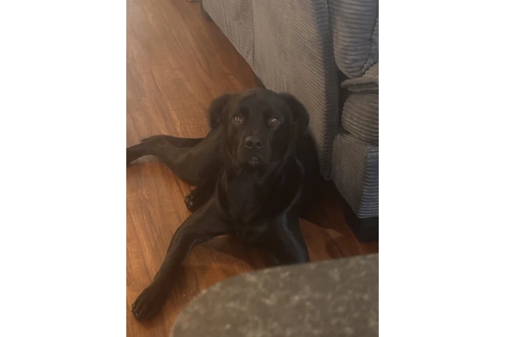 $300 : Perro para venta/ dog for sale image 3