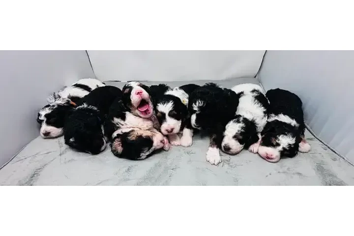 $2200 : F1B Mini Aussiedoodles puppy image 5