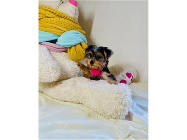 $350 : Yorkies en venta image 1