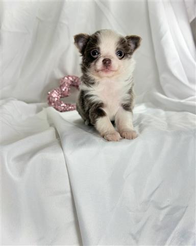 $350 : Beautiful chihuahua pup ready image 1
