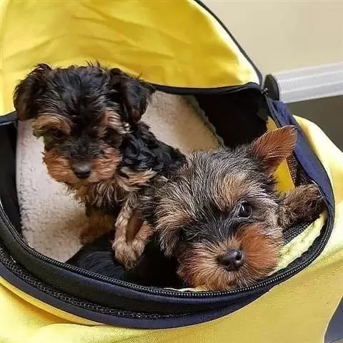 $700 : Adorable yorkshire terrier image 2