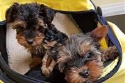 $700 : Adorable yorkshire terrier thumbnail