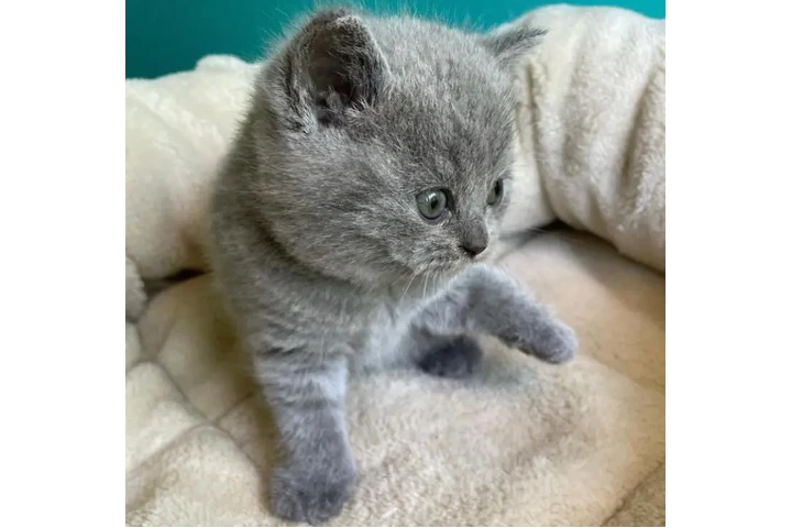 $210 : 2 British shorthaired For sale image 2