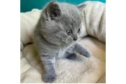 $210 : 2 British shorthaired For sale thumbnail