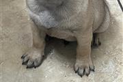 Perrito busca hogar(PUG) en San Francisco Bay Area