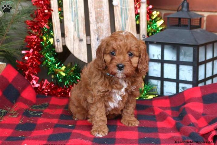 $330 : Lovely pure Cavapoo puppies image 1