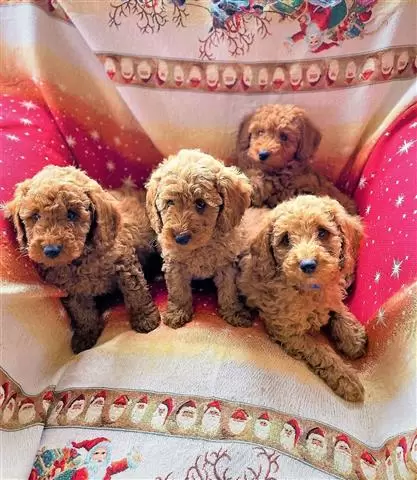 TOY POODLE PUPPIES image 1