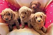 TOY POODLE PUPPIES en Greenville
