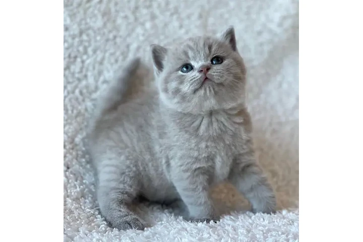 $300 : British shorthair Disponible image 3