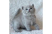 $300 : British shorthair Disponible thumbnail