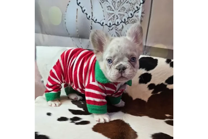 $350 : adorables Fluffy Frenchies image 2