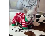 $350 : adorables Fluffy Frenchies thumbnail