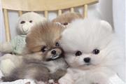 Pomeranian Puppies For Sale en Atlanta