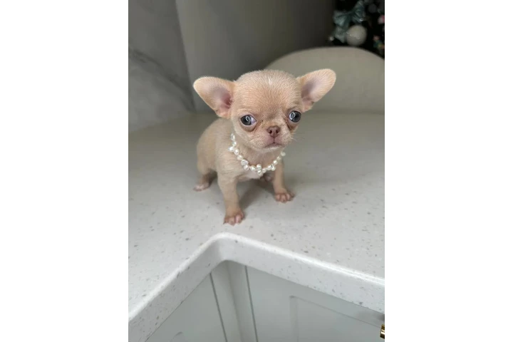 $250 : Teacup Chihuahua puppies image 10