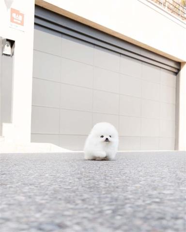 $300 : Teacup Pomeranian puppies image 4