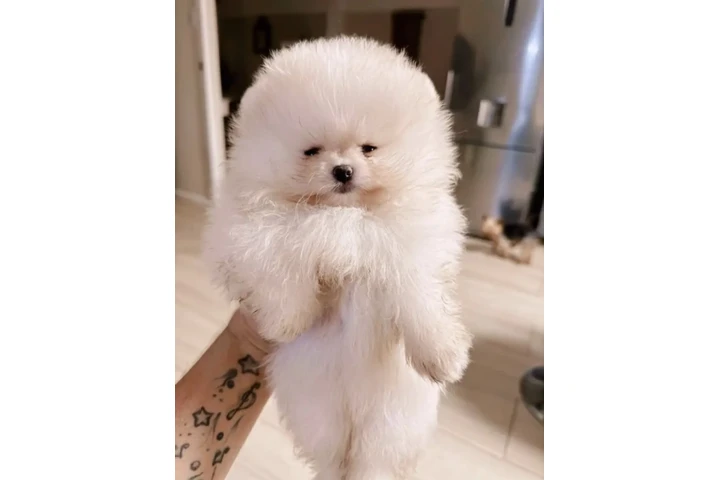 $350 : Pomerian image 2