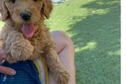 Rehoming Toy Poodle puppy en New York