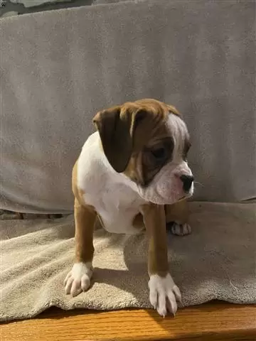 $280 : Kc boxer puppies image 2