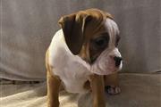 $280 : Kc boxer puppies thumbnail