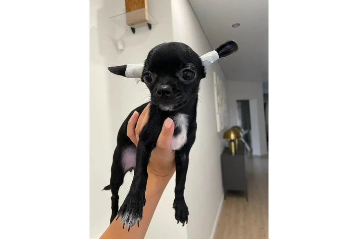 $300 : Teacup Chihuahua puppies image 9
