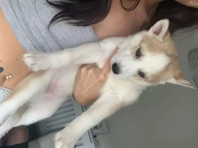 $550 : HUSKY PUPPYS ALL BLUE EYES image 4
