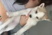 $550 : HUSKY PUPPYS ALL BLUE EYES thumbnail