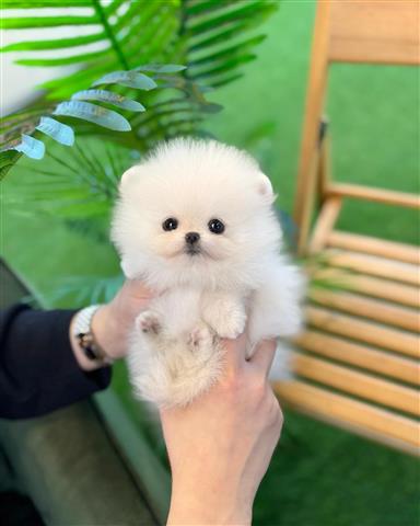 $200 : Pomeranian puppies for sale image 1