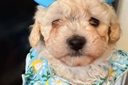 Maltipoo en Los Angeles