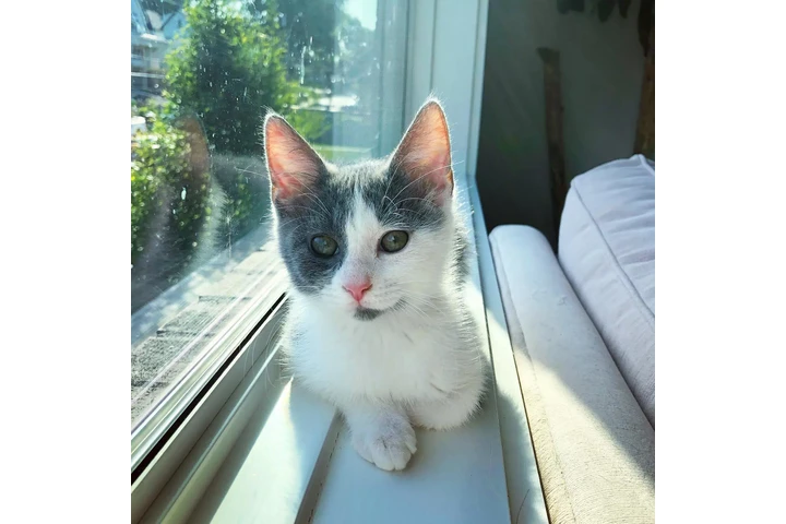 $100 : Siamese kittens image 2