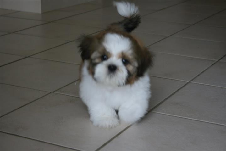 $450 : Shih Tzu Puppies for Re-homing image 1