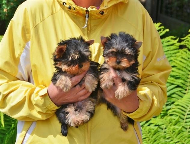 $500 : Trained Yorkie puppies availab image 3