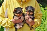 $500 : Trained Yorkie puppies availab thumbnail