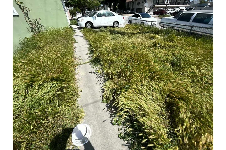 Corte de pasto 🏡$35 image 6