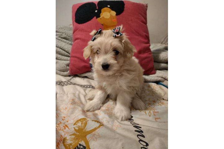 $380 : Shihtzu maltes female image 2