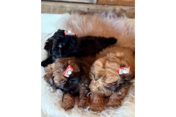 $350 : Cachorros Shihtzu en venta image 4