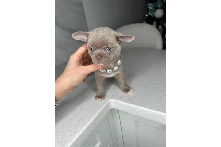 $250 : Teacup Chihuahua puppies image 5