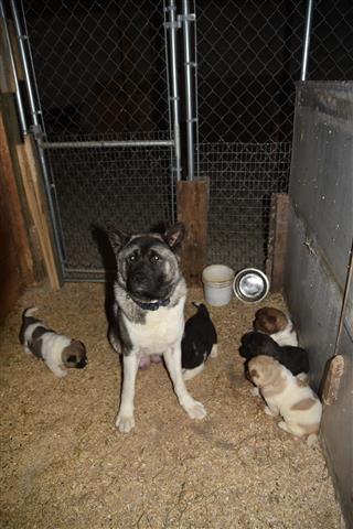 $560 : Akita Puppies for sale image 1