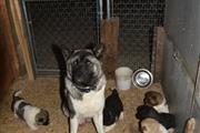 Akita Puppies for sale