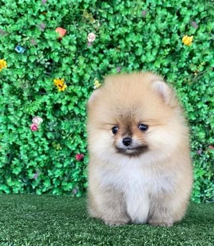 $250 : Teacup Pomeranian Puppies image 1